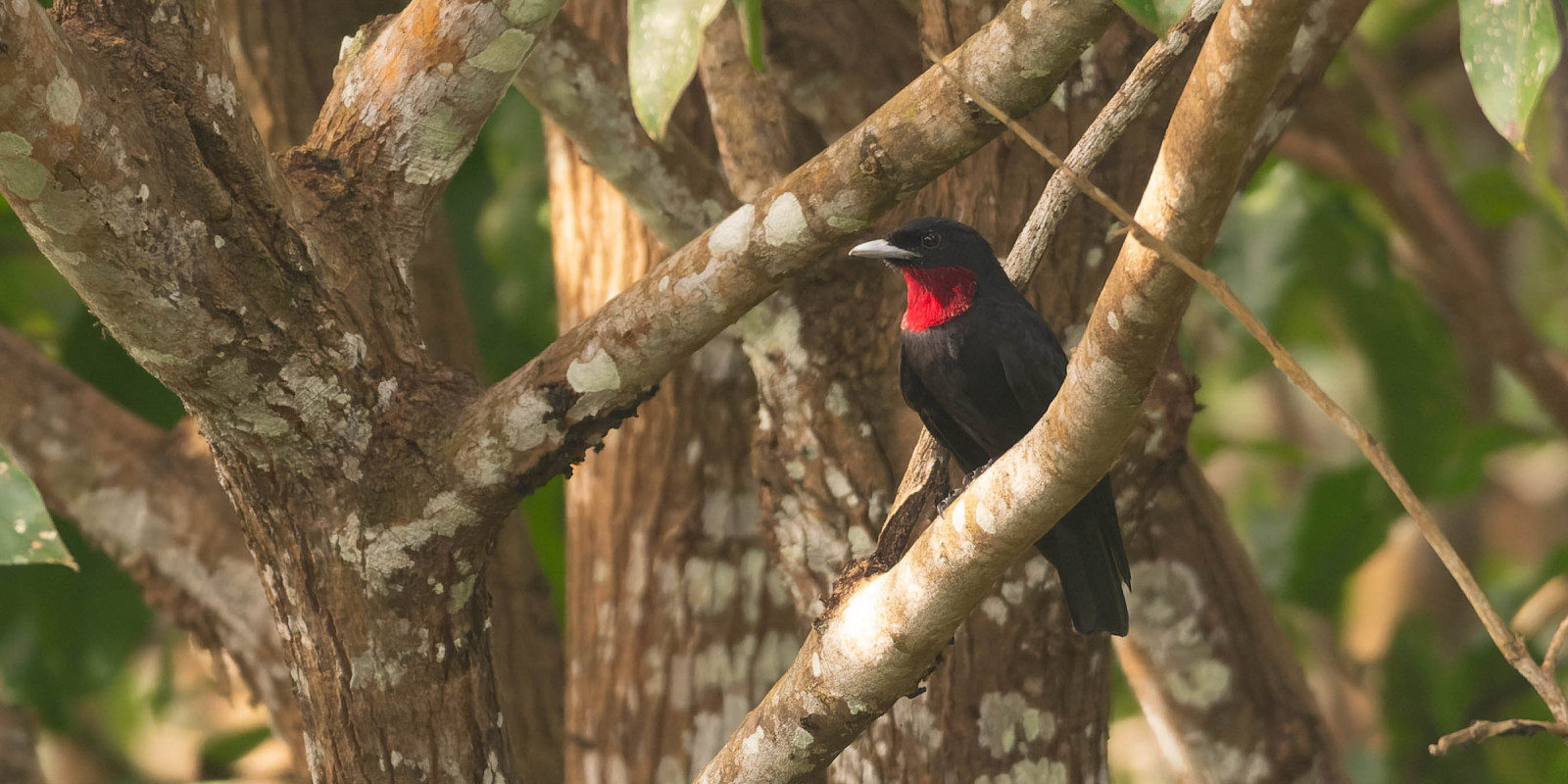 image Purple-throated Fruitcrow